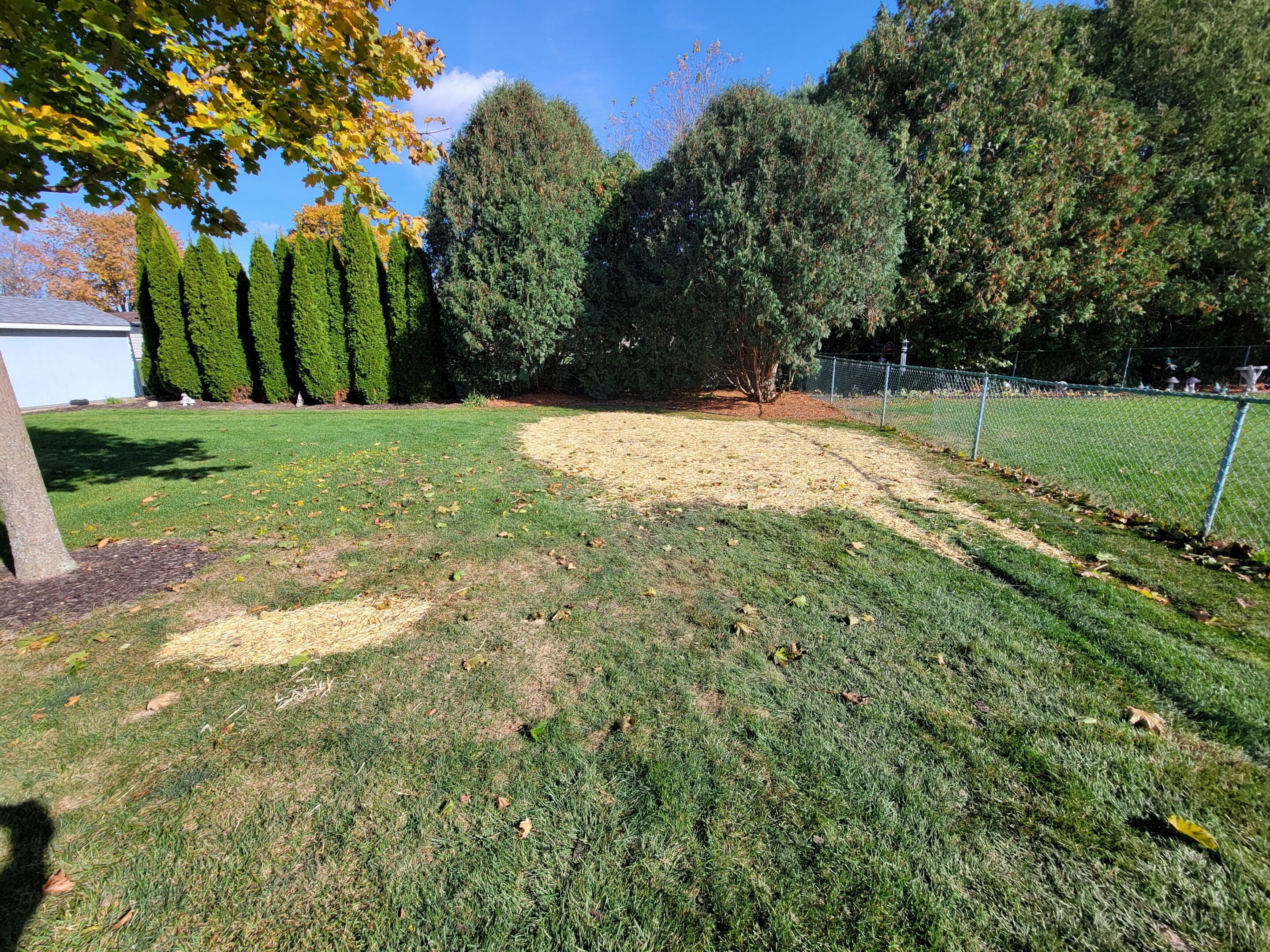 Freshly dug garden beds in a sunny backyard with green grass and trees.