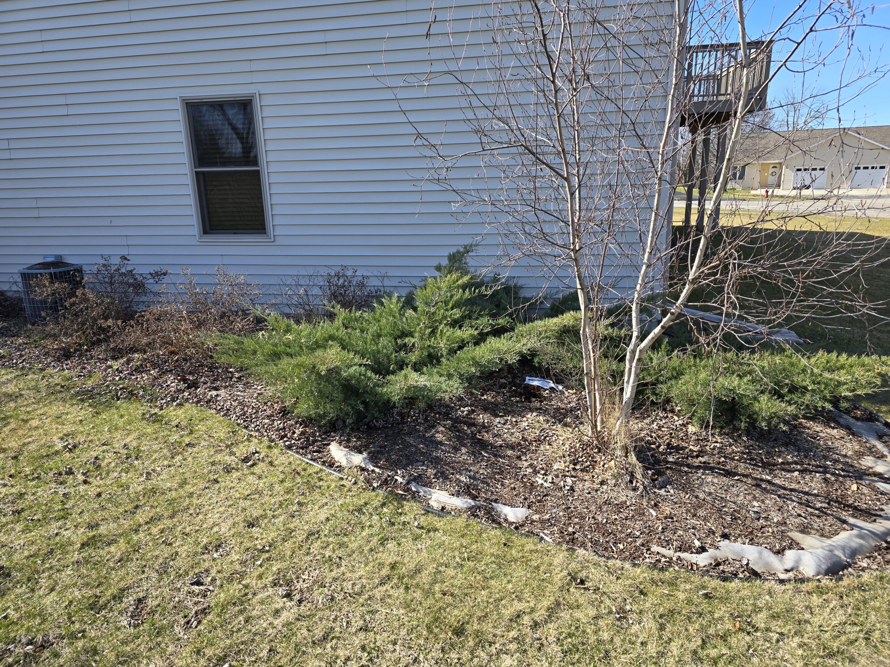 A garden bed with shrubs and a small tree beside a white house.