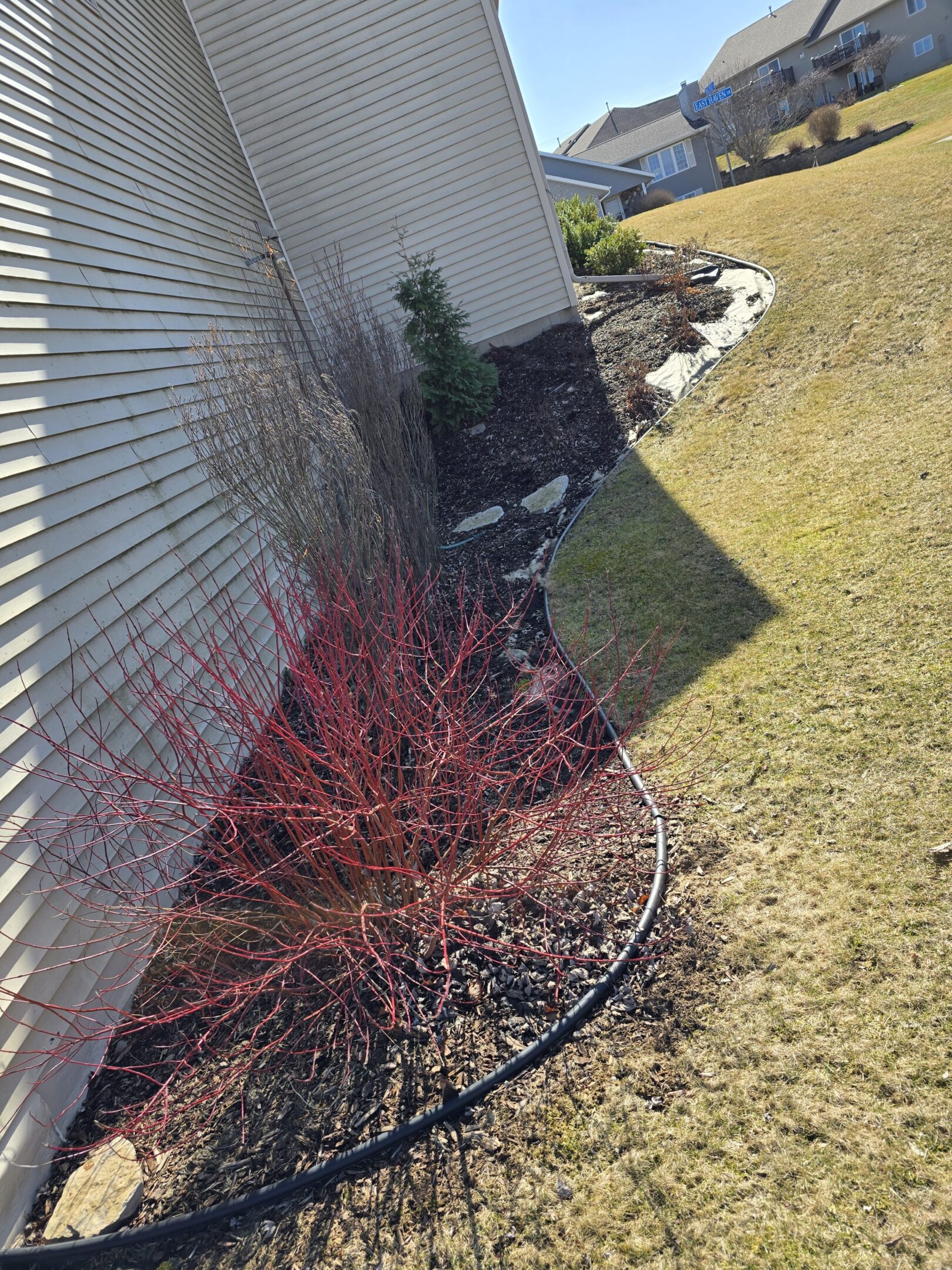 A red-leaved bush beside a house wall with dry grass and garden hose.