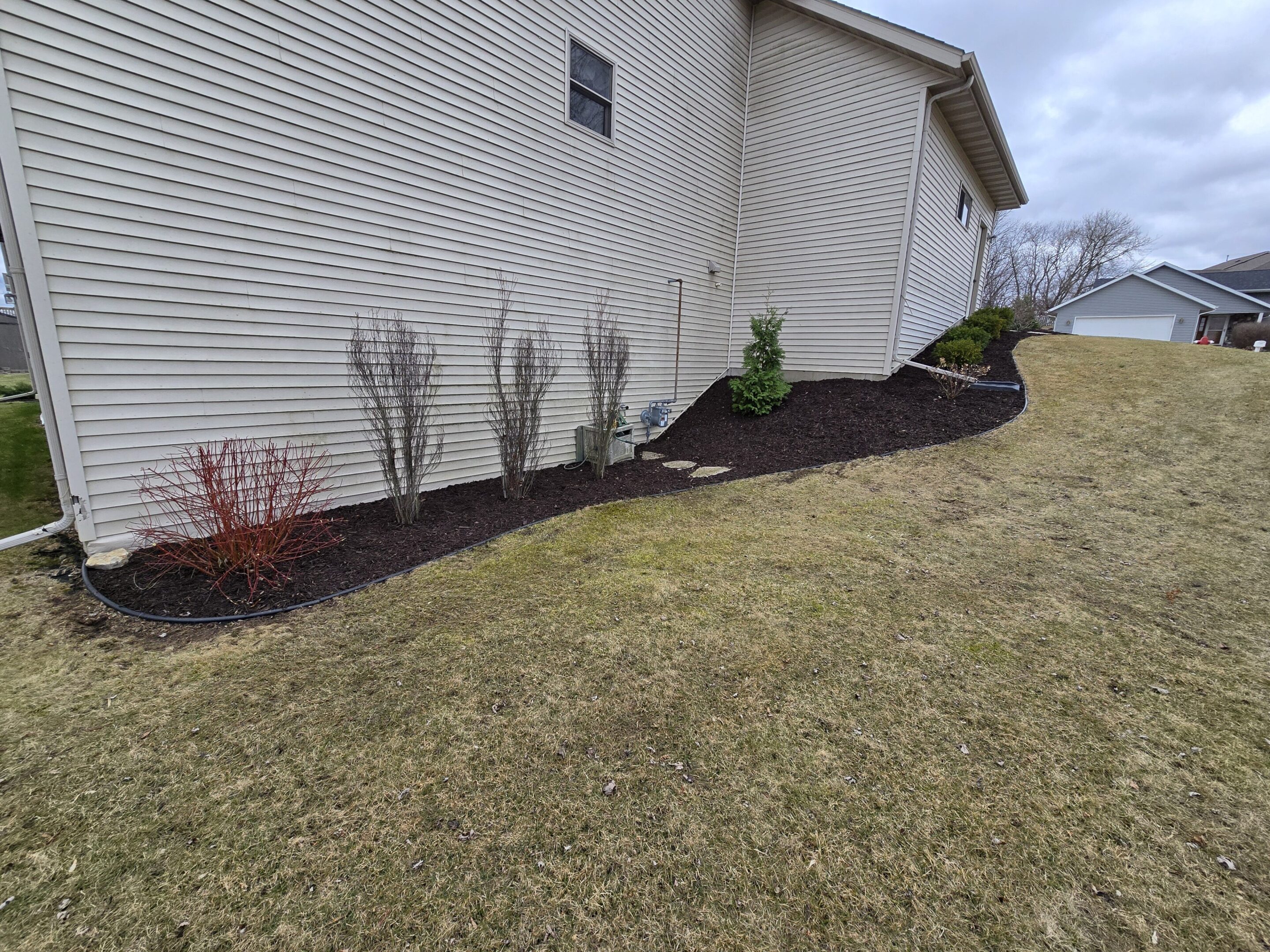Freshly mulched garden bed with young shrubs along a house's exterior wall.