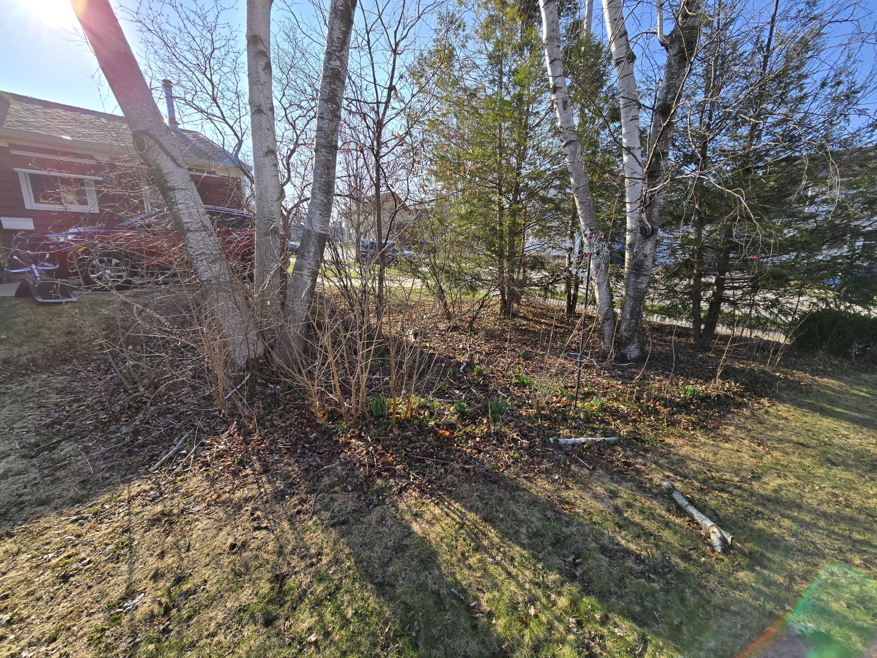 Sunlit trees casting long shadows on grassy ground near a wooden structure.