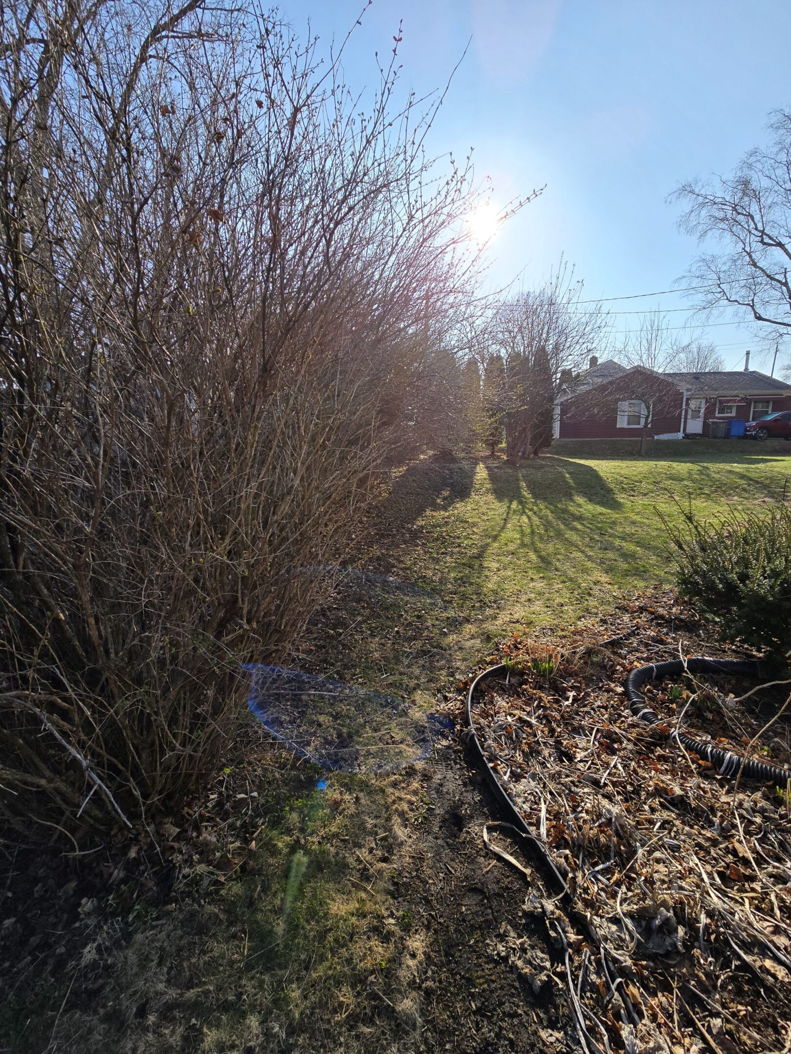 Sunlight shining over a grassy path beside bushes and houses.