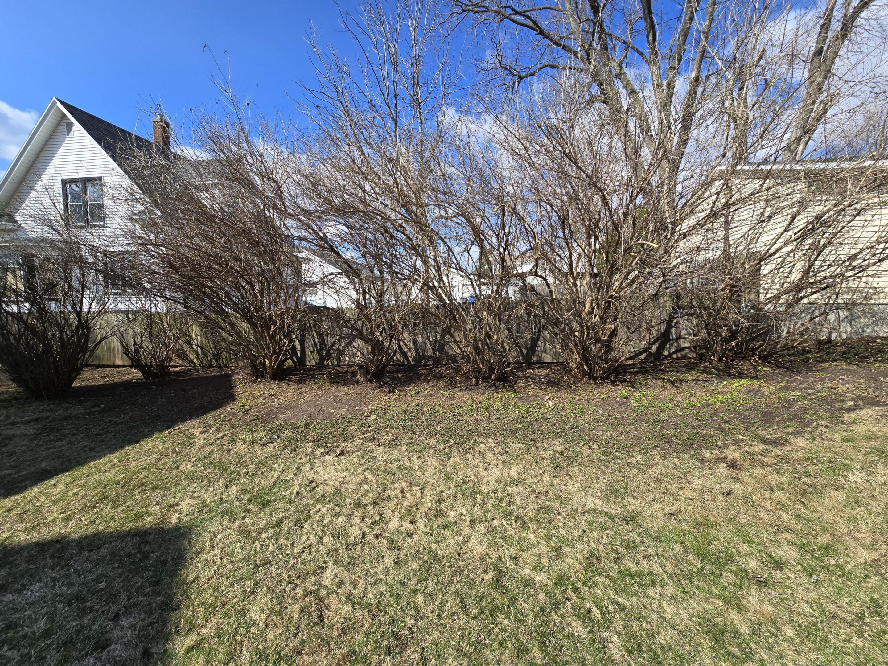 A grassy backyard with leafless bushes and a clear blue sky.