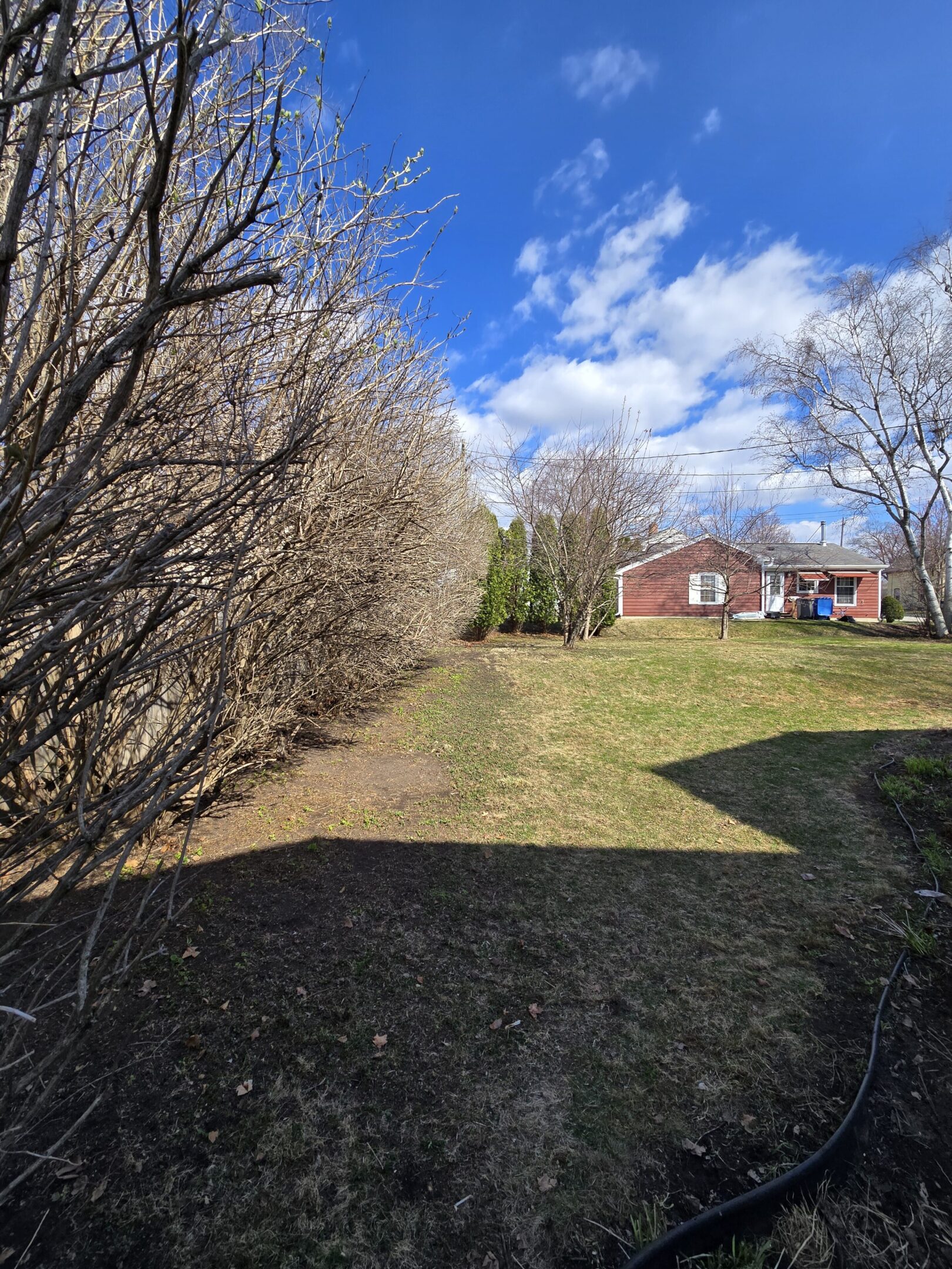 A sunny backyard with leafless bushes and a small red house.
