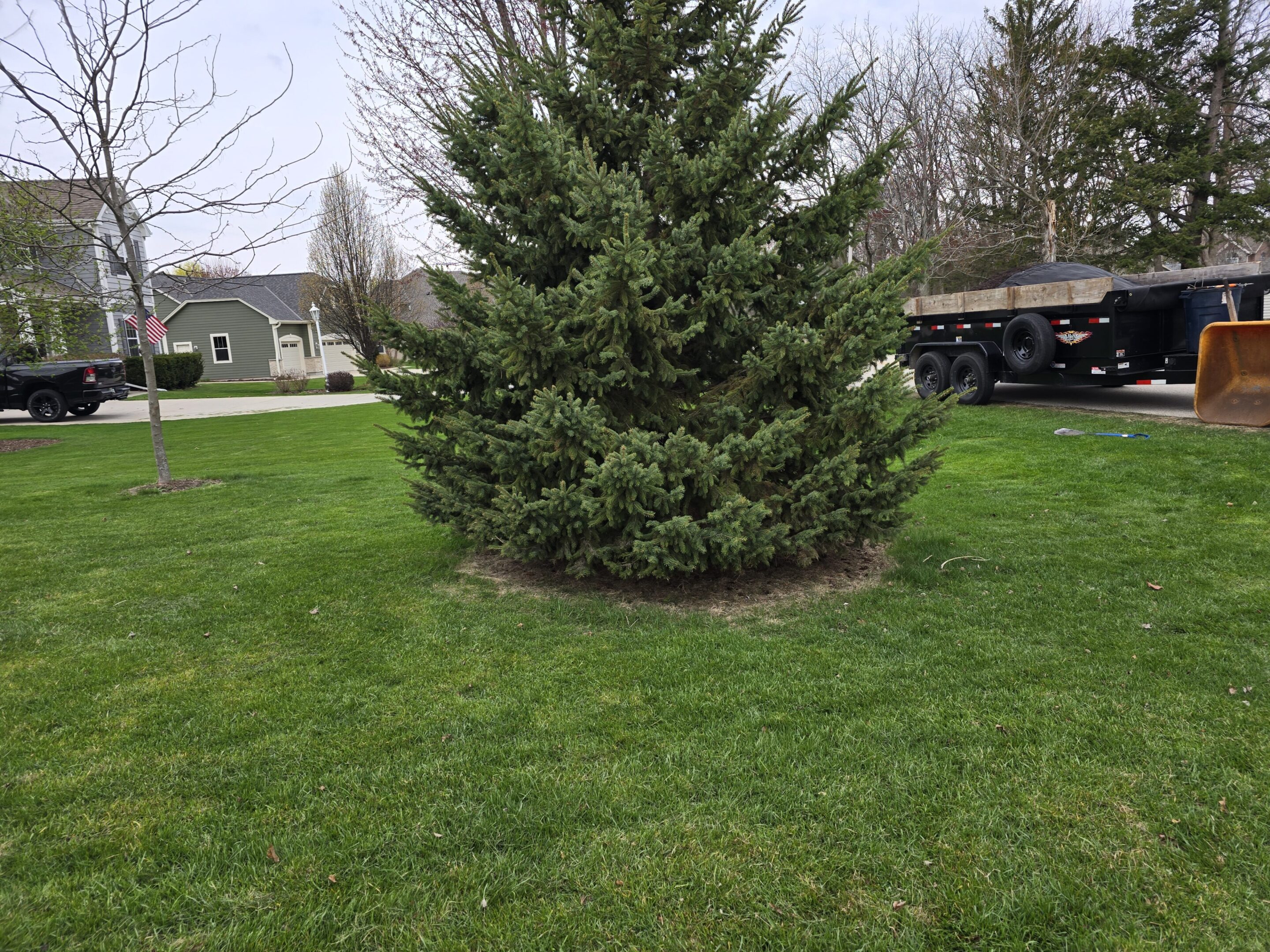 A lush evergreen tree stands on a well-maintained grassy lawn.
