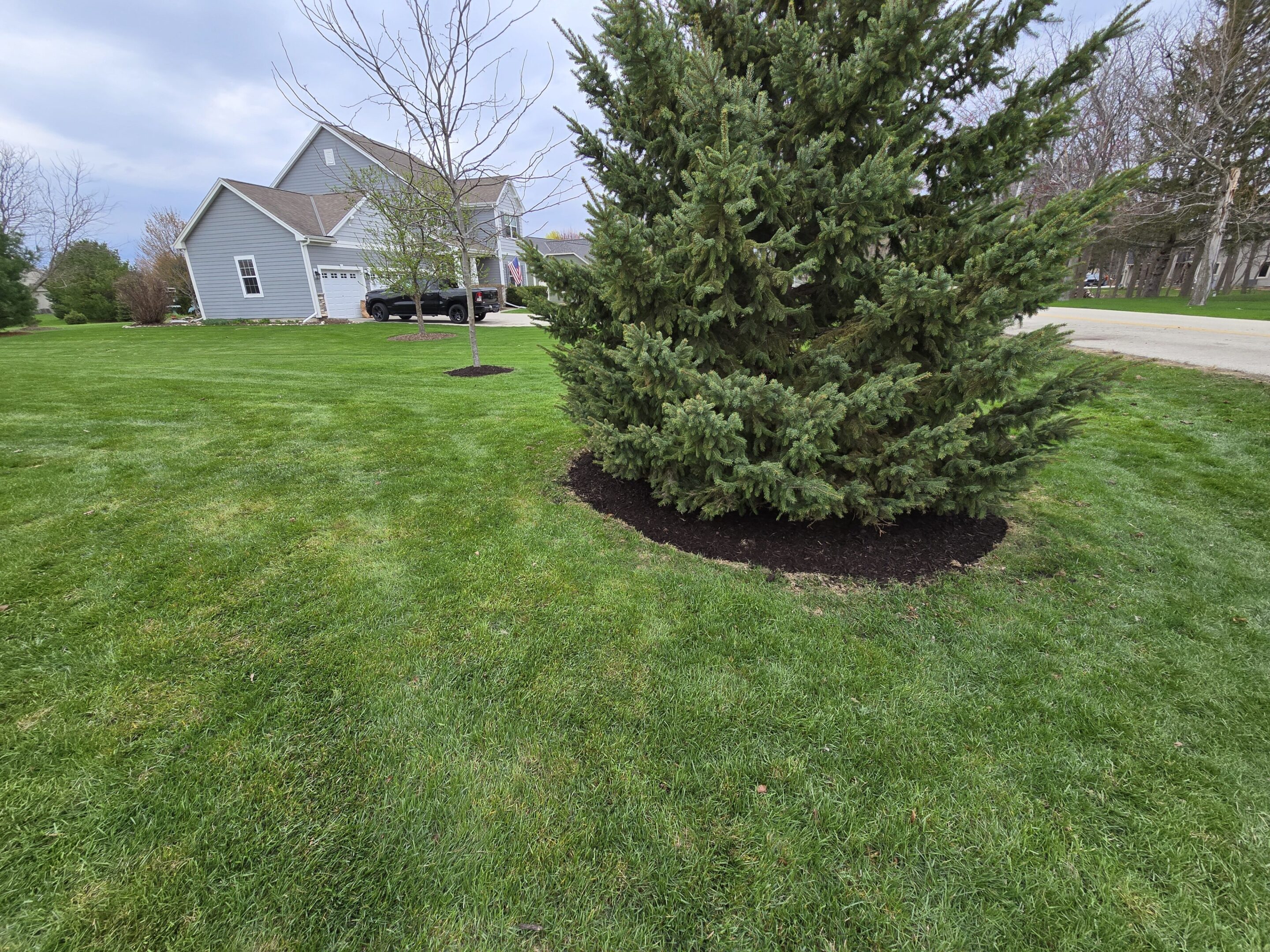 A large evergreen tree with fresh mulch in a suburban yard.