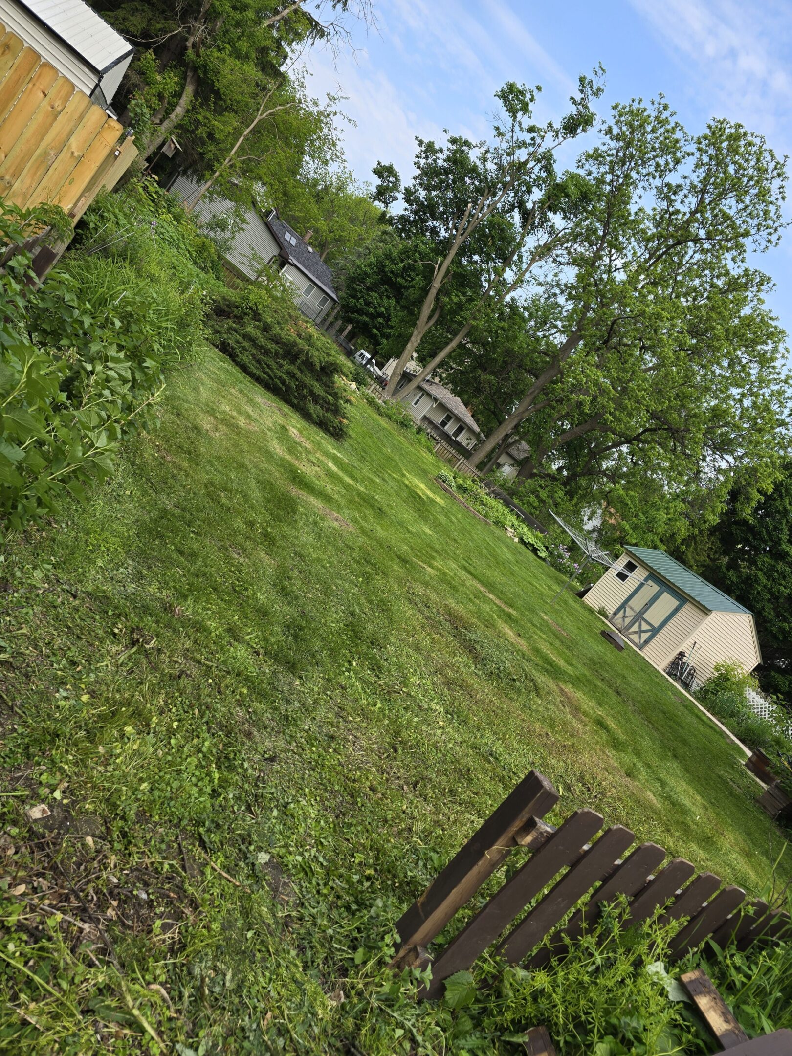 A lush green backyard with a small wooden fence and trees.