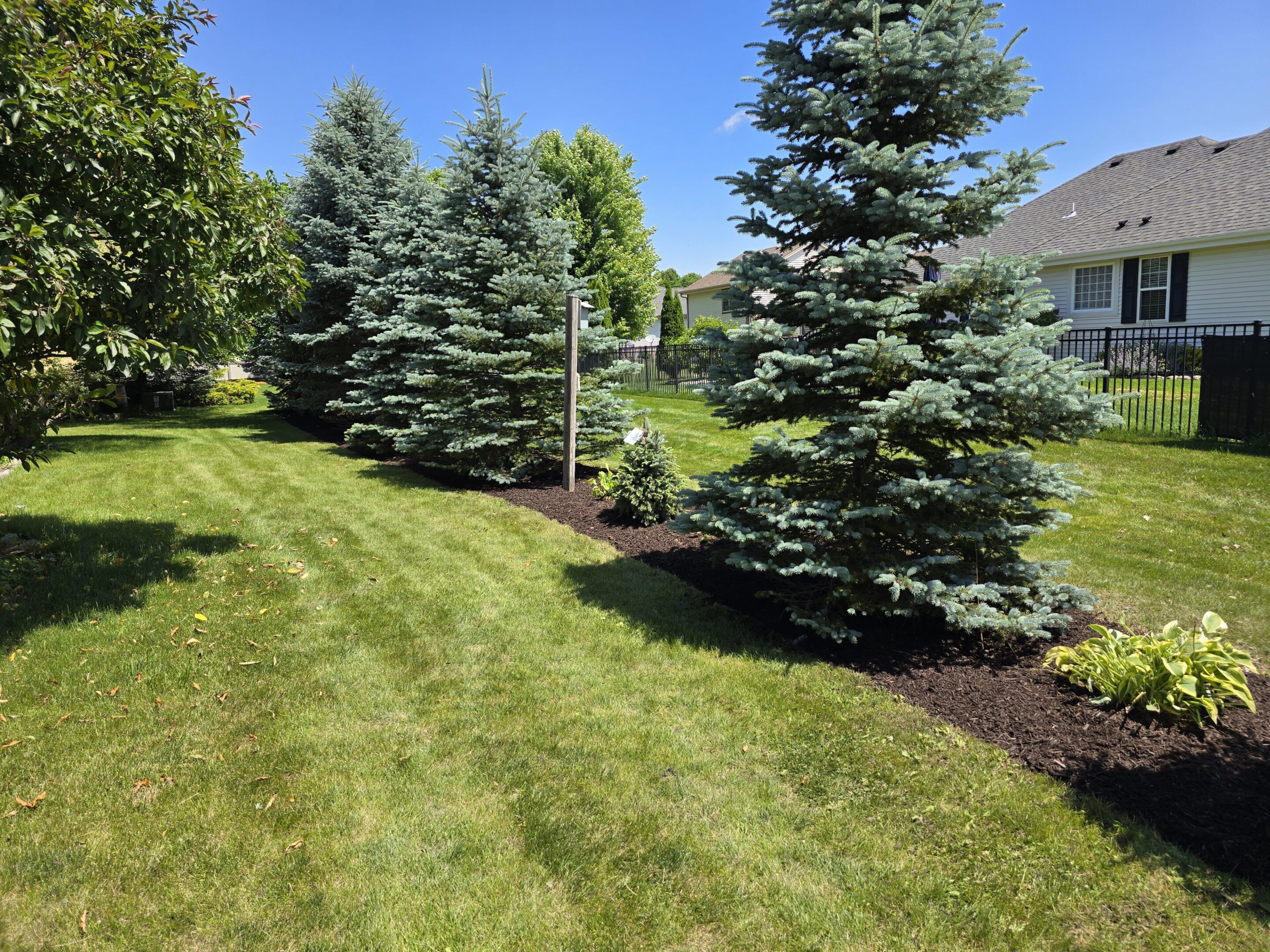 A sunny backyard with green grass and blue spruce trees.