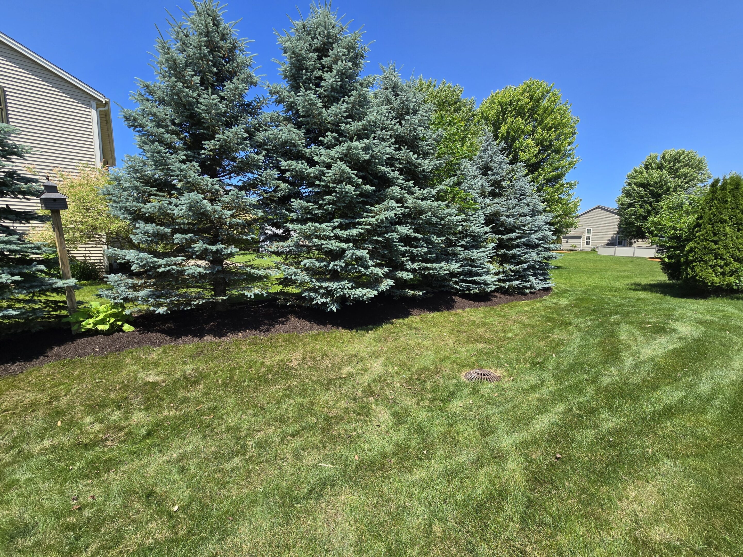 A row of pine trees on a sunny lawn under a clear blue sky.
