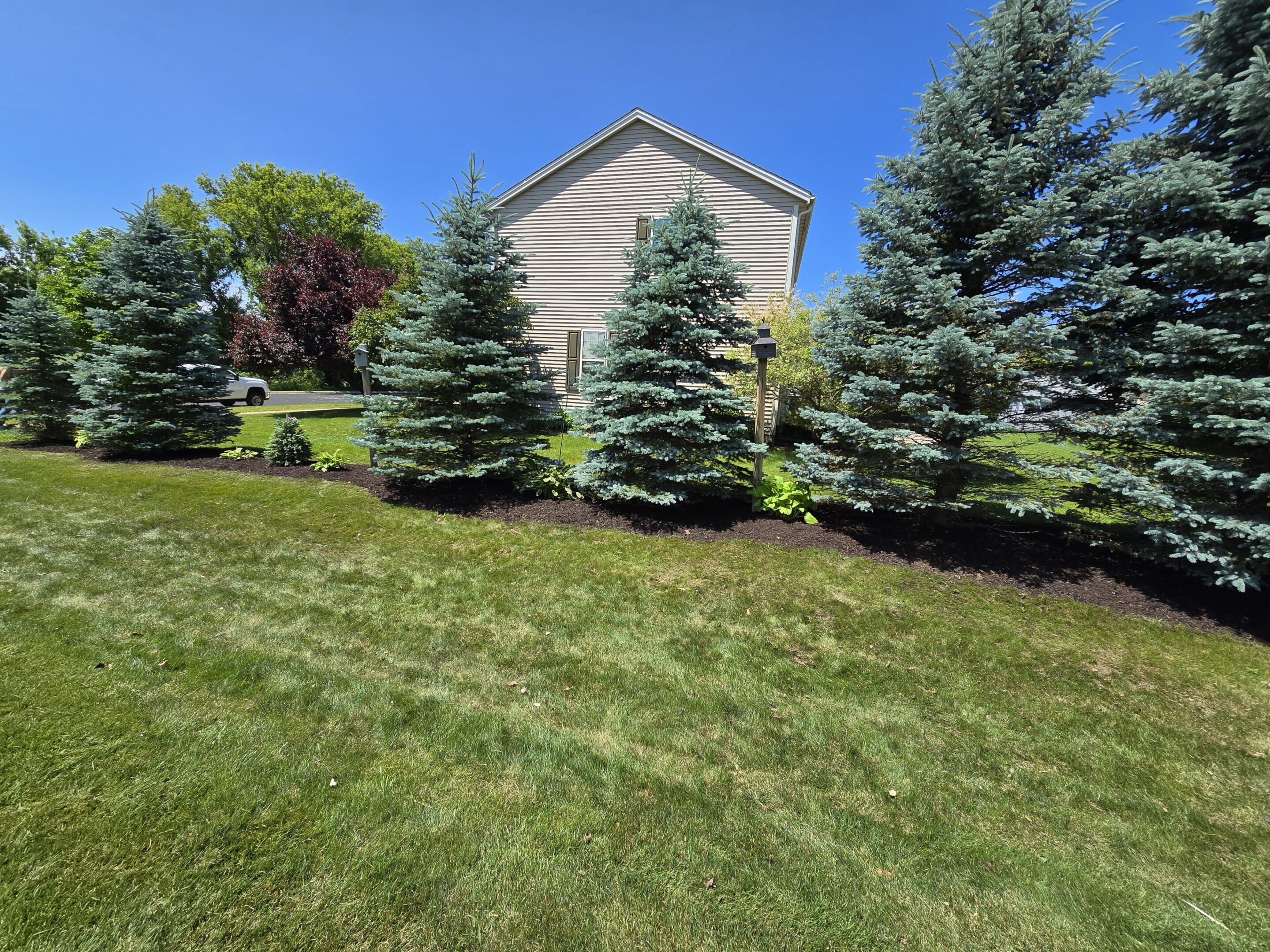 A row of evergreen trees in a grassy backyard beside a house.