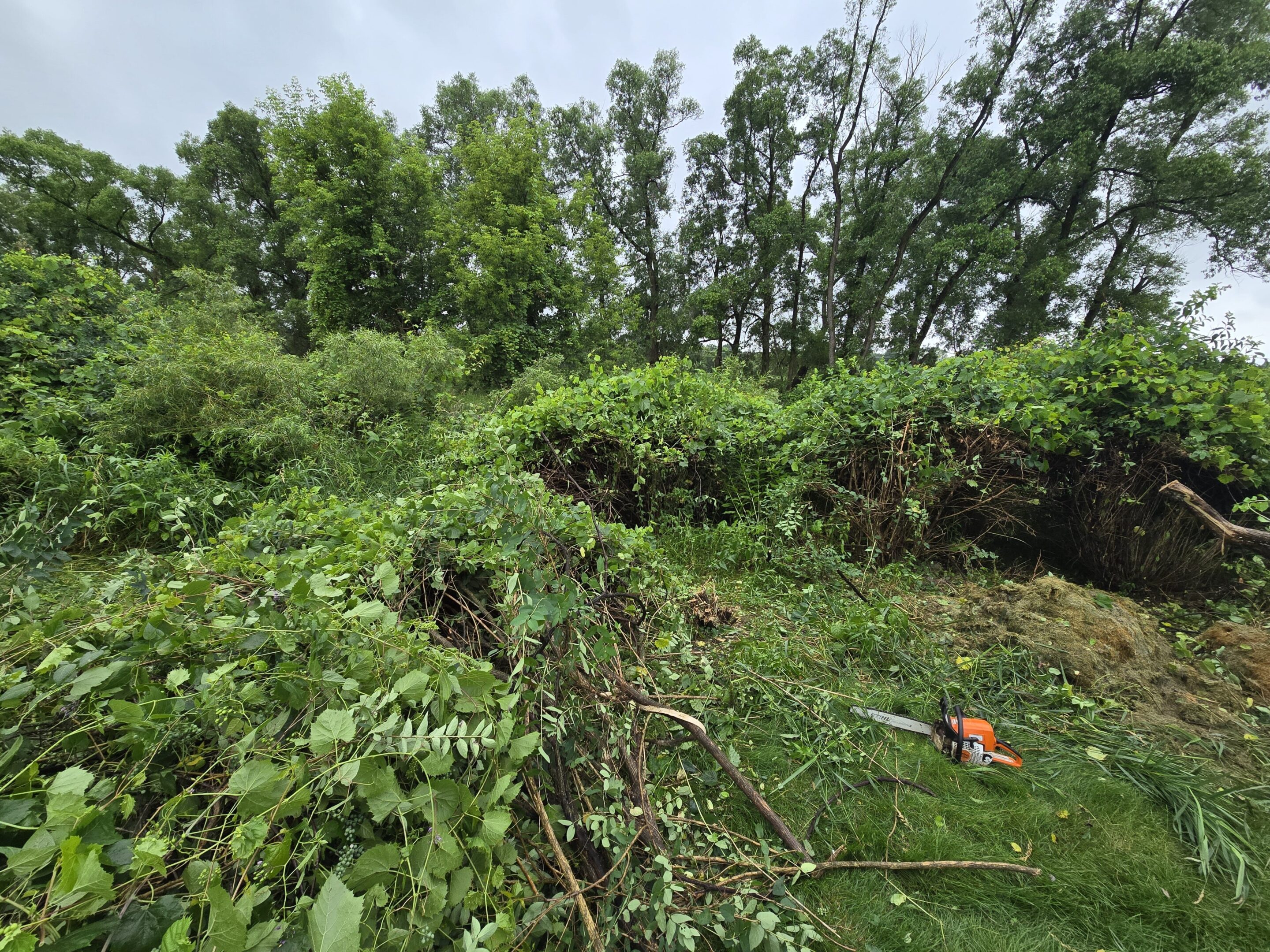 Dense green foliage and trimmed branches lie on a grassy field under a cloudy sky.
