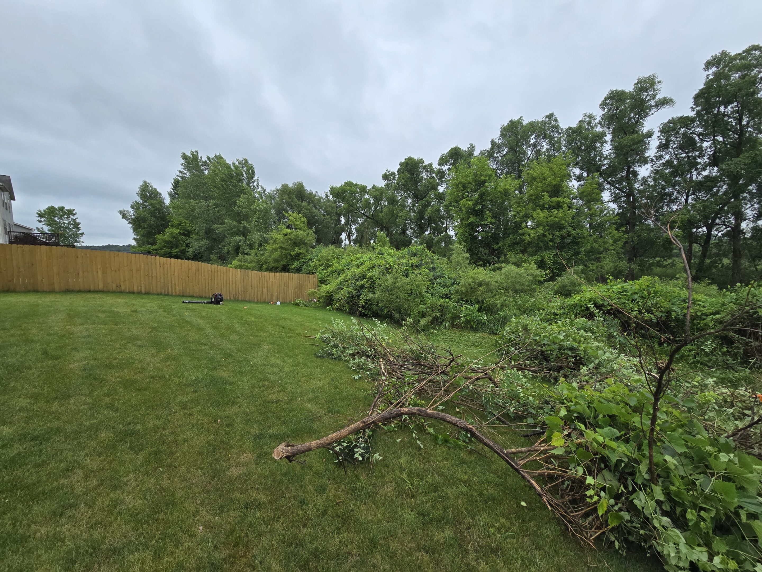 Lawn with scattered tree branches and dense foliage under cloudy sky.