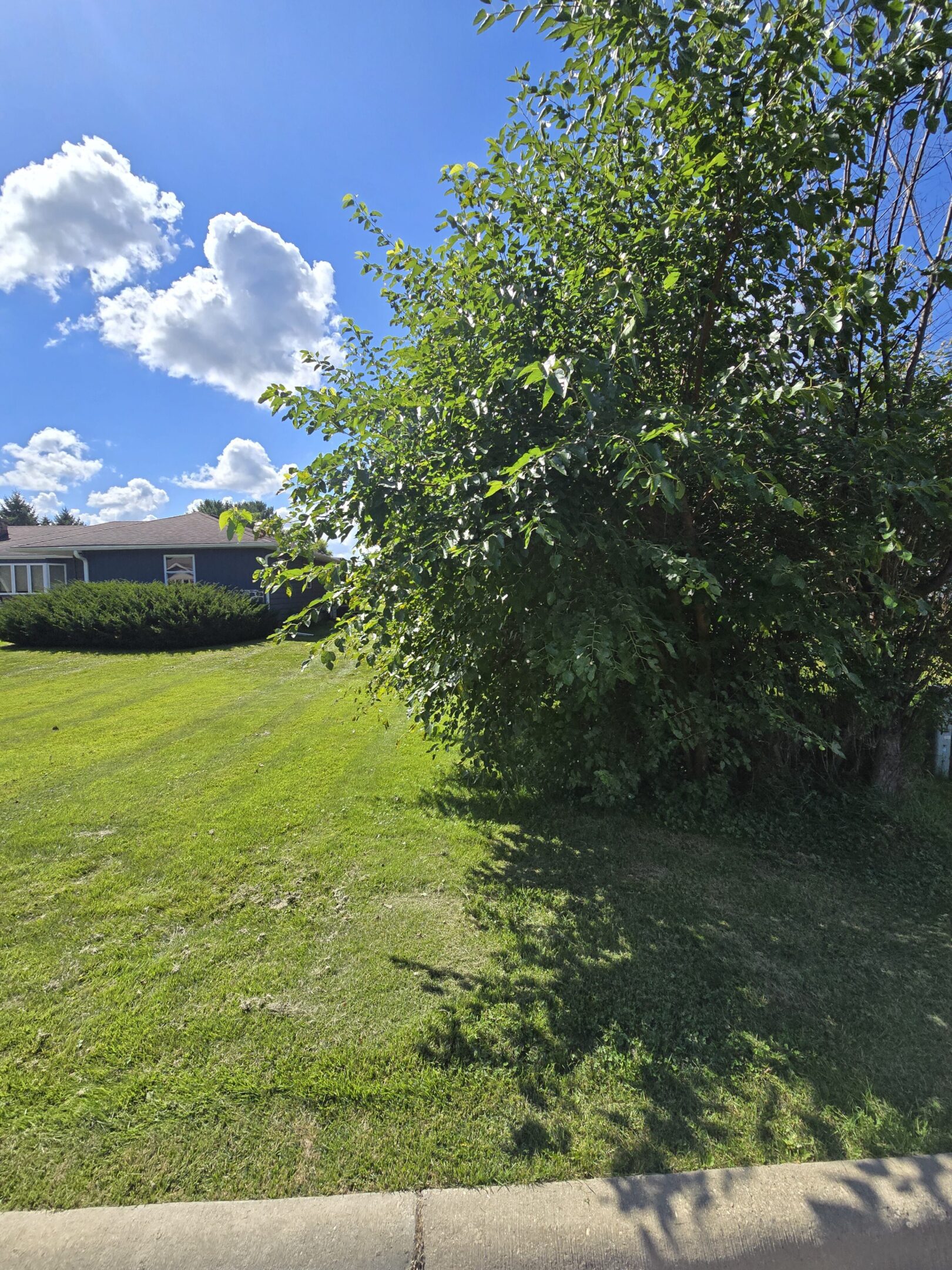 Sunny day with lush green grass and a large bush under a bright blue sky.