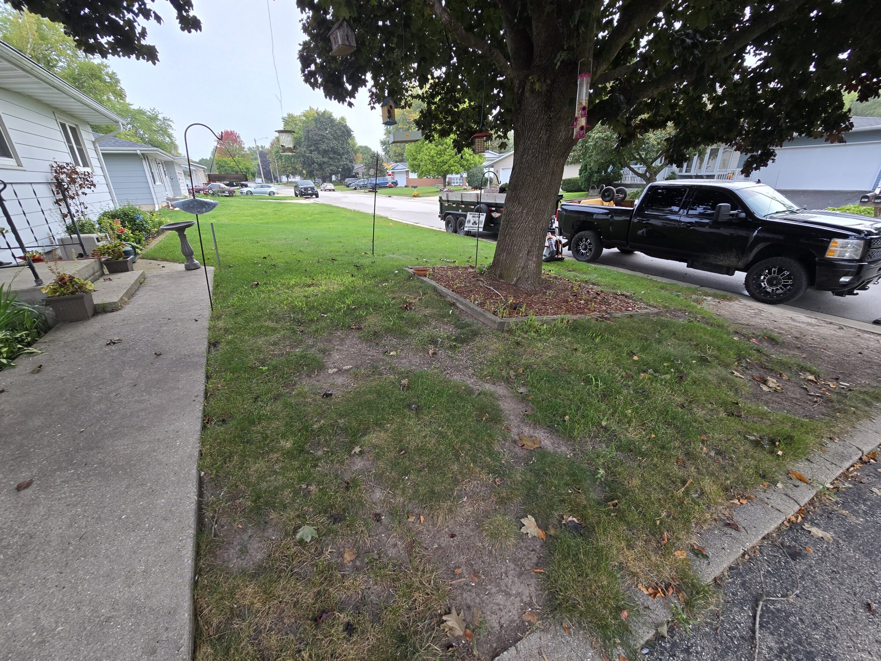 Patchy grass and tree roots on a residential lawn near parked cars.