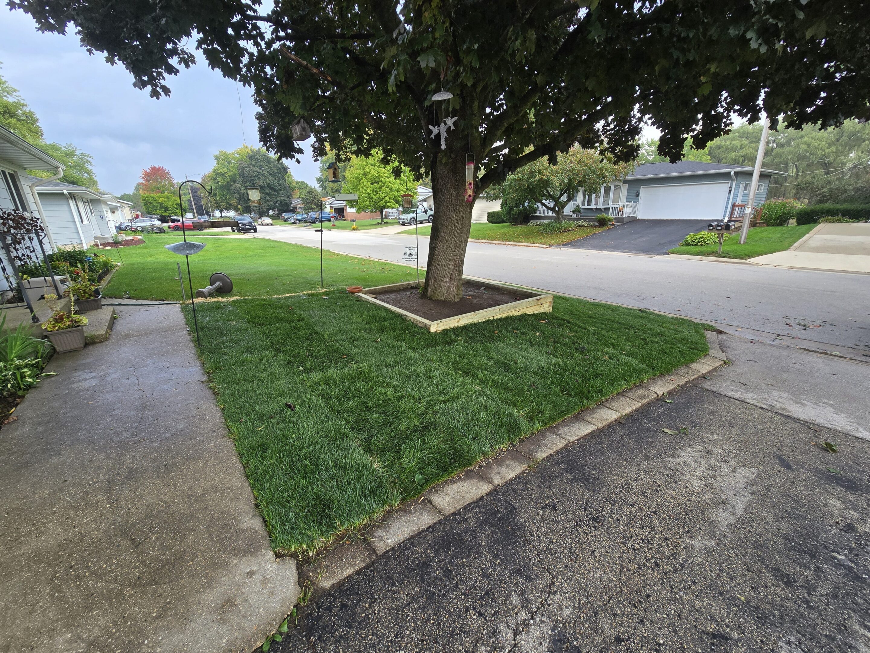 A neatly landscaped yard with a tree and green grass beside a driveway.