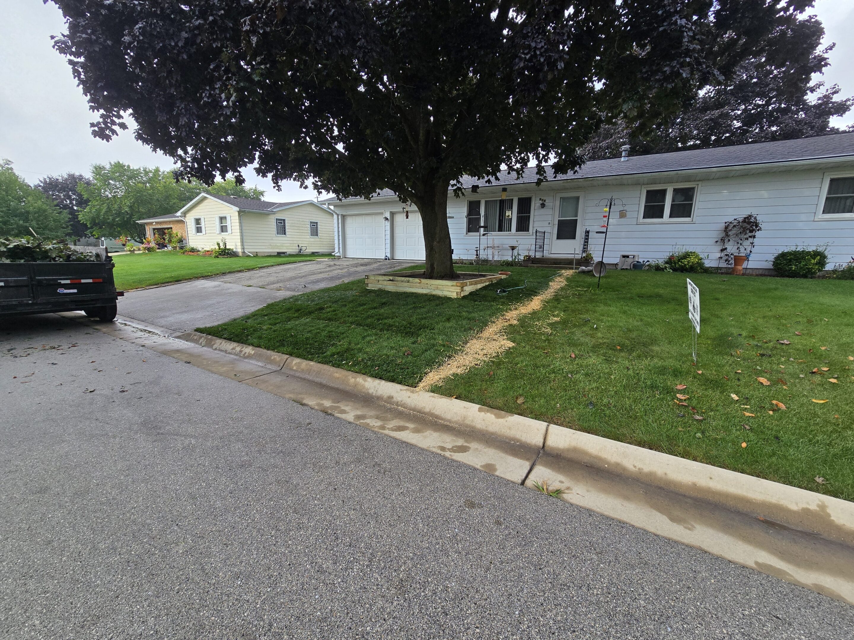 A grassy yard with a dirt path under a large tree beside a street.