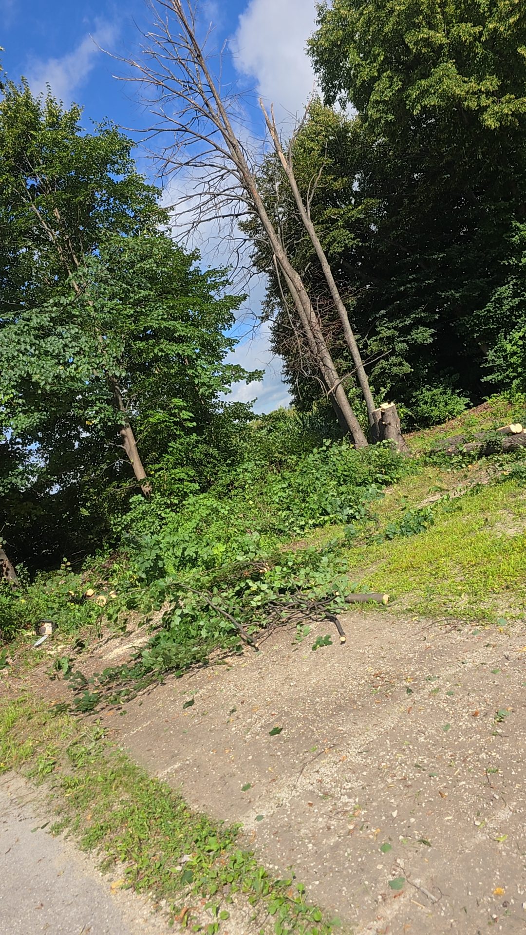 A sunlit forest clearing with tall trees and green foliage.